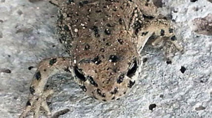 Kurbağalar karayolunu bastı