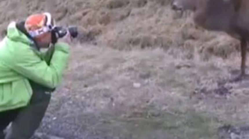 Fotoğraf &ccedil;ekerken geyiğin saldırısına uğradı