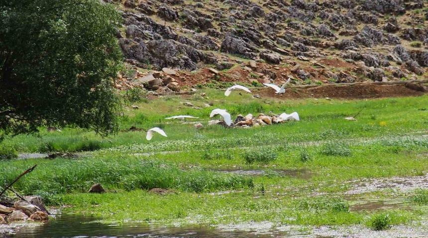 Kahramanmaraş’ta Mağaragözü Çayında göçmen kuşlar görsel şölen oluşturdu