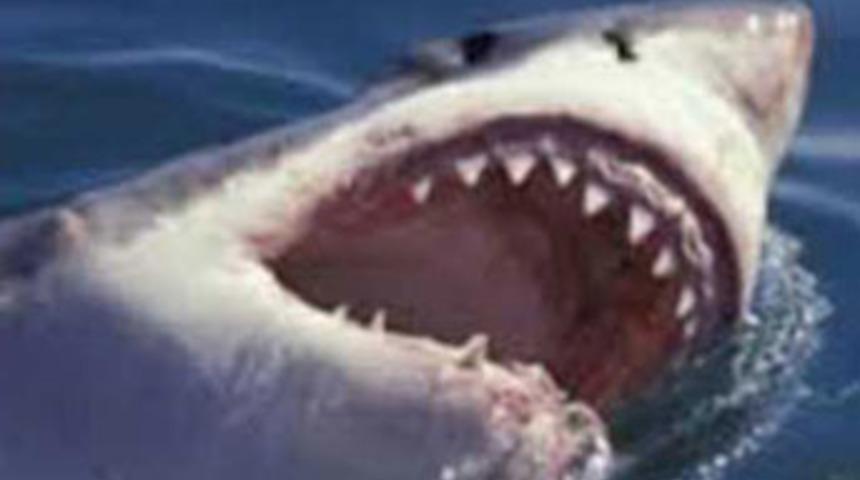 Balık avlarken tekneye k&ouml;pekbalığı atladı