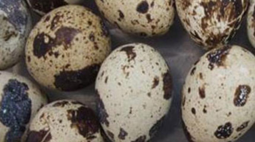 Bıldırcın yumurtası her derde deva