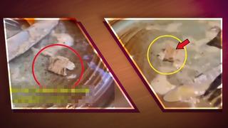 Ünlü restoranda skandal! Yemeğin içinden öyle bir şey çıktı ki gözlerine inanamadılar! O anları böyle kayda aldılar, Bana mikrop bulaşmış olabilir mi?