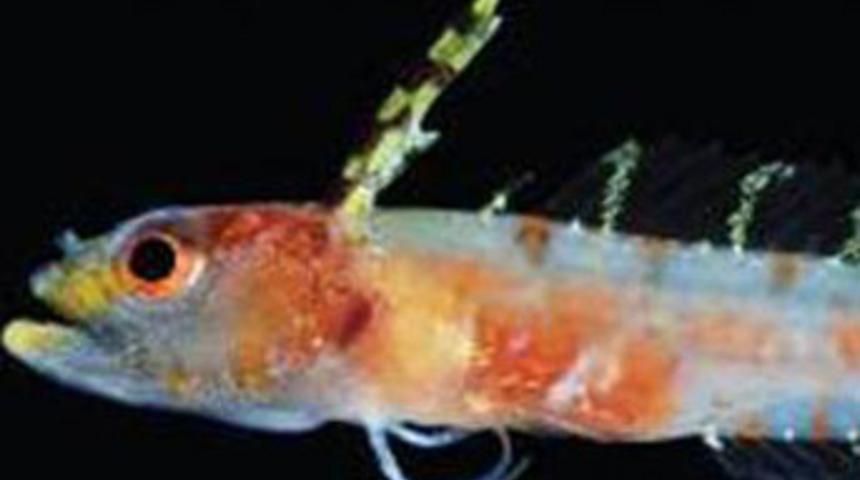 Karayiplerin derinliklerinde yeni balık türü