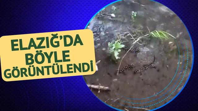 Nesli tükenme tehlikesiyle karşı karşıya! Elazığ'da 'sarı benekli semender' görüldü