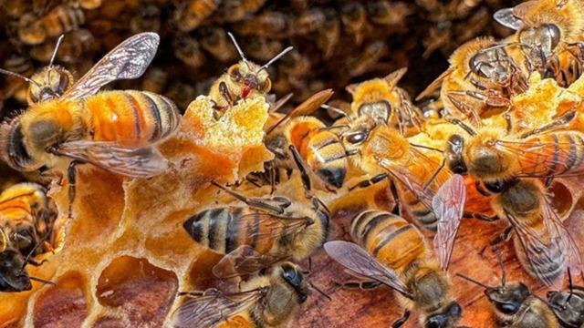 Arıcılıkla başladı, ürünlerinden içecek yaptı! Kilometrelerce yol geliyorlar... 'Masa sandalye yetmemeye başladı'