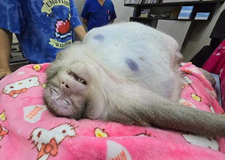 D&uuml;nyanın en şişman maymunu zayıflama kampında 6 yaşında hayatını kaybetti! Sayısız sağlık sorunuyla uğraşıyordu