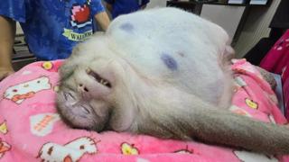 Dünyanın en şişman maymunu zayıflama kampında 6 yaşında hayatını kaybetti! Sayısız sağlık sorunuyla uğraşıyordu