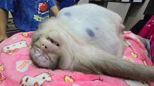 Dünyanın en şişman maymunu zayıflama kampında 6 yaşında hayatını kaybetti! Sayısız sağlık sorunuyla uğraşıyordu