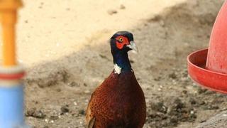 Erbaa Belediyesi, kene hastalıklarına karşı keklik ve sülün yetiştiriyor