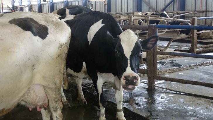 Akademik olarak ispatlandı: T&uuml;rk m&uuml;ziği ineklerin s&uuml;t verimini artırıyor