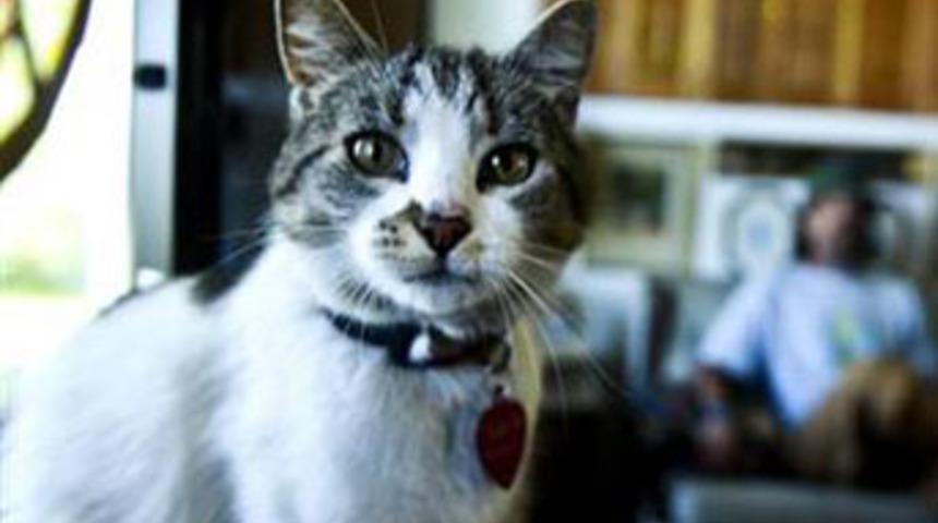 Otostop&ccedil;u kedi yuvasına d&ouml;nd&uuml;