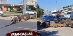 İzmir'i yaban domuzu sürüsü bastı! Vatandaşlar gözlerine inanamadı