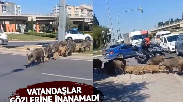 İzmir'i yaban domuzu sürüsü bastı! Vatandaşlar gözlerine inanamadı