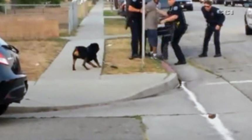 Polis, k&ouml;peği b&ouml;yle vurdu