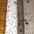Evdeki karıncalara zarar vermeden yok eden iki malzeme