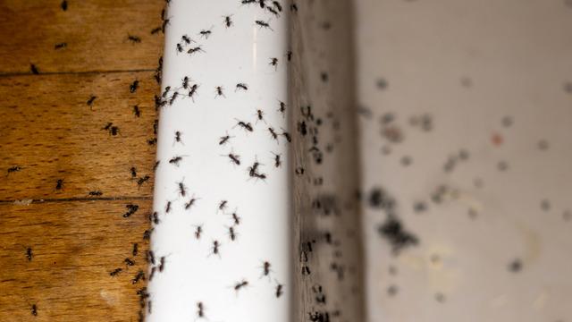 Evdeki karıncalara zarar vermeden yok eden iki malzeme