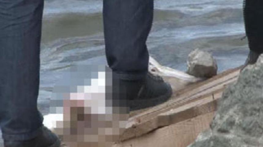 Hali&ccedil;'te bebek cesedi bulundu