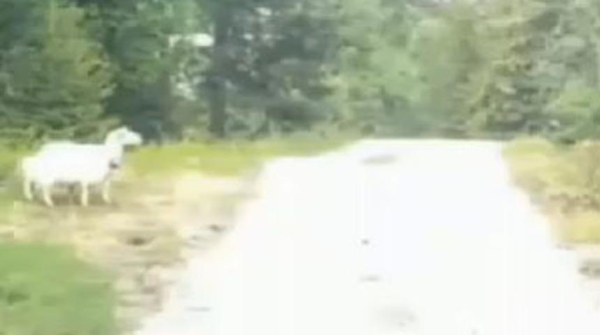 Koyun, kurdu b&ouml;yle kovaladı!