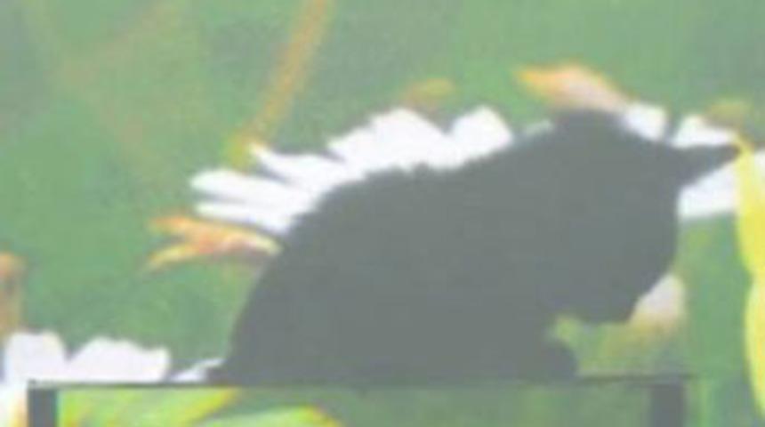 Hayvanları g&ouml;r&uuml;nmez kılan &lsquo;pelerin&rsquo;