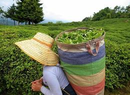 Tarım ve Orman Bakanlığı yaş çay alım fiyatlarını açıkladı