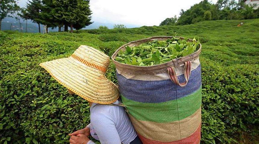 Tarım ve Orman Bakanlığı yaş çay alım fiyatlarını açıkladı