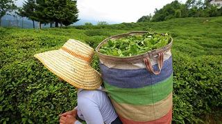 Tarım ve Orman Bakanlığı yaş çay alım fiyatlarını açıkladı
