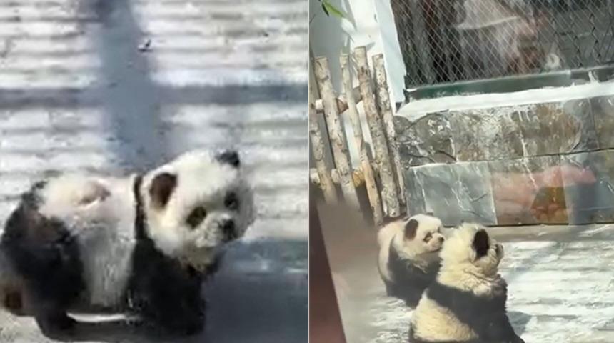 Dünya bu olayı konuşuyor! Hayvanat bahçesinde panda kalmayınca bu yönteme başvurmuşlar...