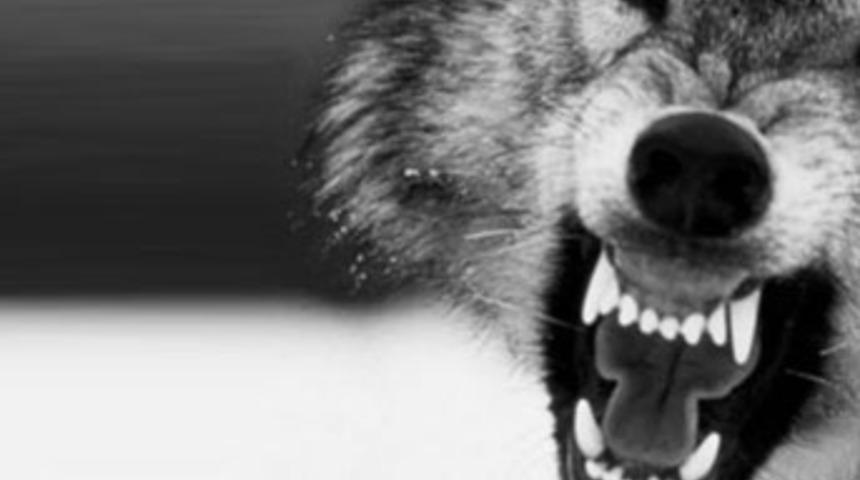 Erzurum'da kurt saldırısı: 1 &ouml;l&uuml;, 4 yaralı