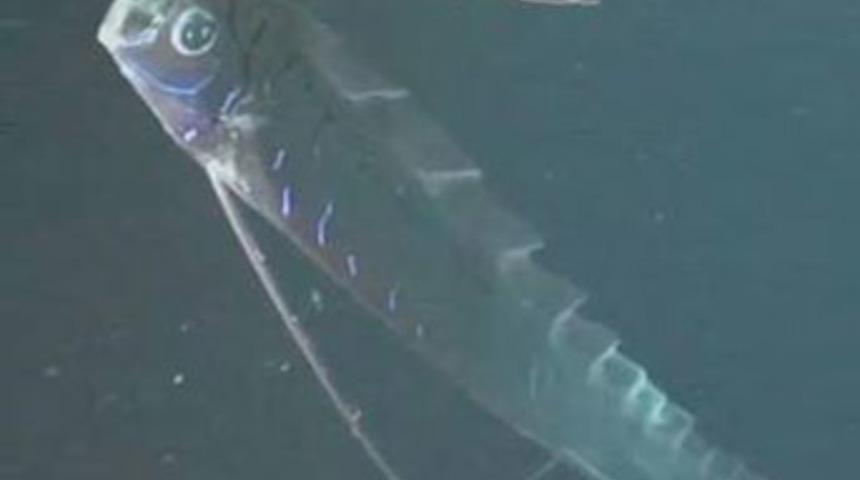 111 metre derinlikte g&ouml;r&uuml;nt&uuml;lendi