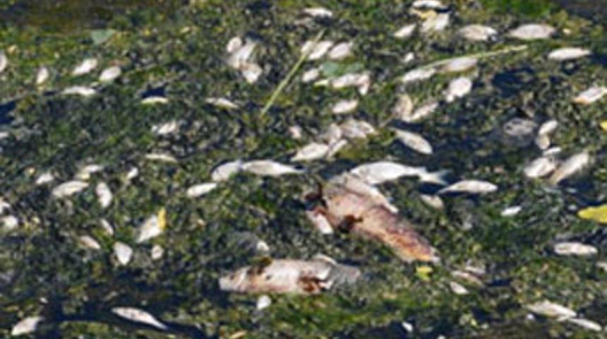 Y&uuml;zeyi &ouml;l&uuml; balıklar kapladı