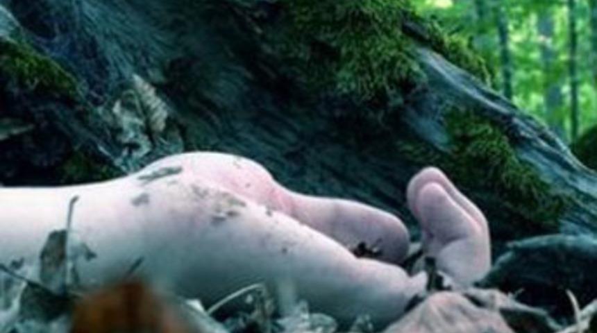 K&ouml;yl&uuml;lerden korkun&ccedil; intikam