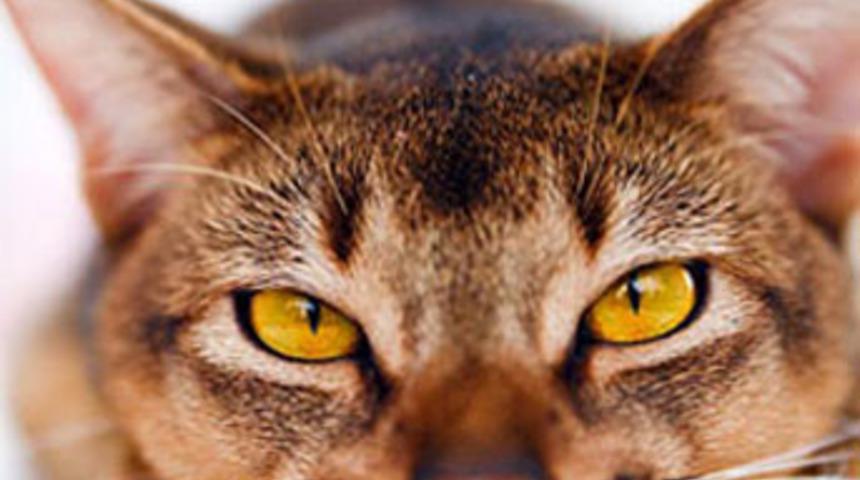 Kedi muhtarı ısırdı, k&ouml;y karantinaya alındı