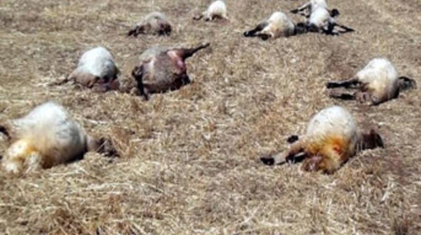 Aynı sudan i&ccedil;en 62 koyun telef oldu