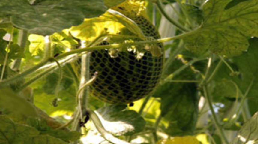 Bu karpuz ağaçta yetişiyor