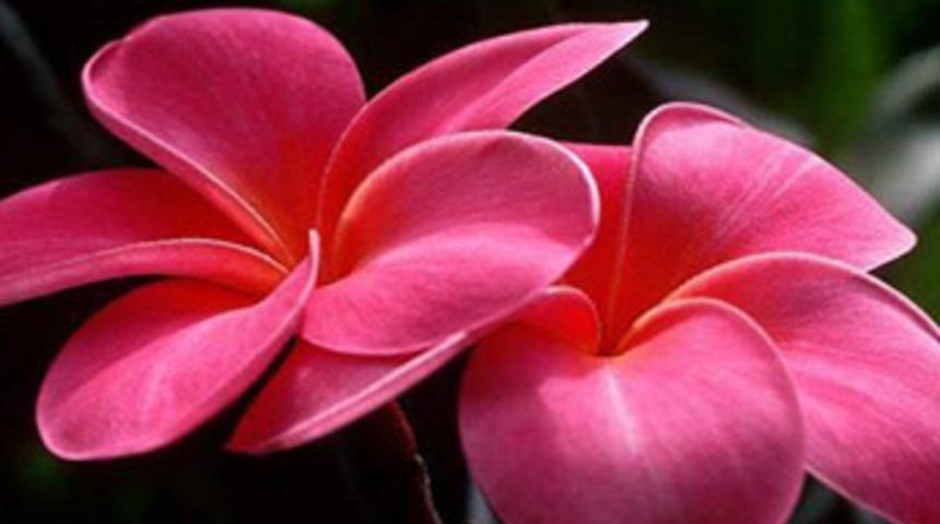 Bitkiler matematik sayesinde hayatta kalıyor