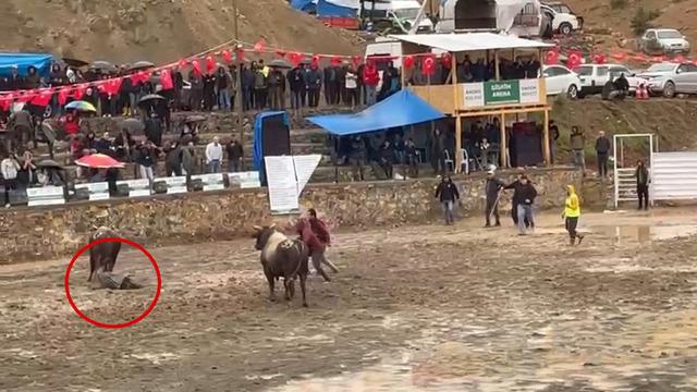 Arenada korku dolu anlar kamerada! Rakibinden kaçan boğa, hakeme çarpıp üzerinden geçti