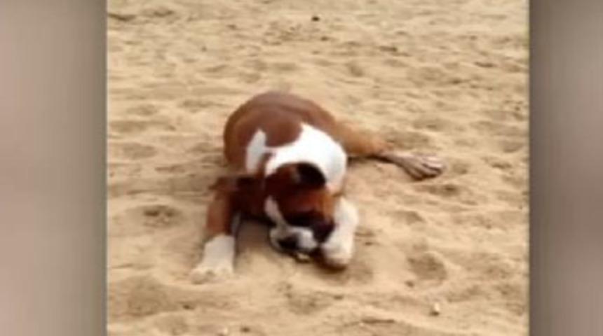 K&ouml;pek limon yerse...