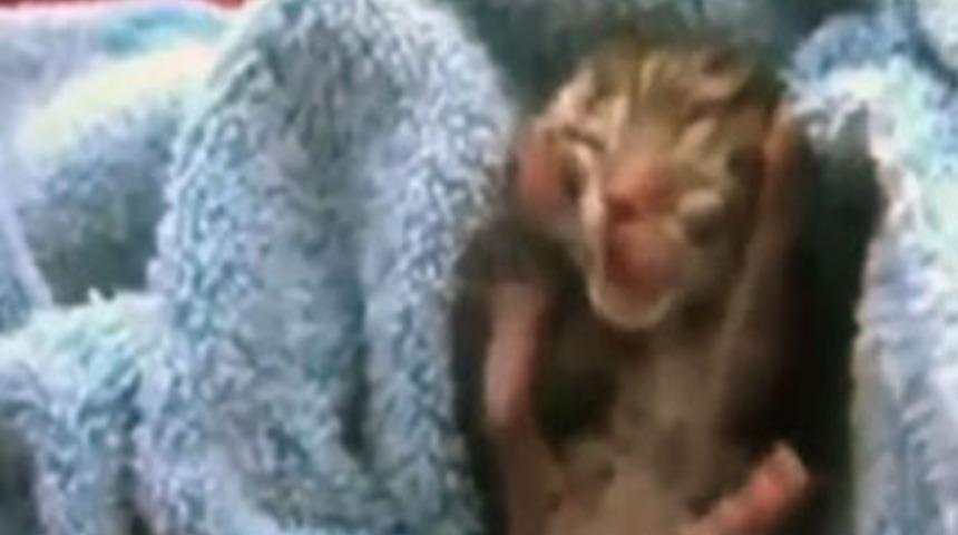 İki y&uuml;zl&uuml; kedi!