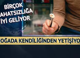 Fiyatı yarım altınla yarışır hale geldi! Tam bir şifa deposu: Doğada kendiliğinden yetişiyor, toplayan kişi sayısı çok az...