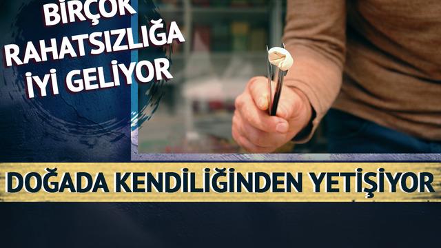 Fiyatı yarım altınla yarışır hale geldi! Tam bir şifa deposu: Doğada kendiliğinden yetişiyor, toplayan kişi sayısı çok az...