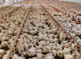 Tavuk eti üretimi haziranda yüzde 17,9 azaldı