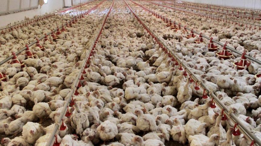 Tavuk eti üretimi haziranda yüzde 17,9 azaldı