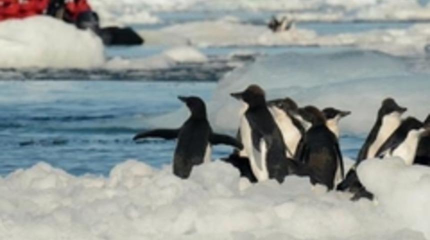 DERGİ  Antarktika&rsquo;da kameraya 'g&uuml;l&uuml;mseyen' penguenler