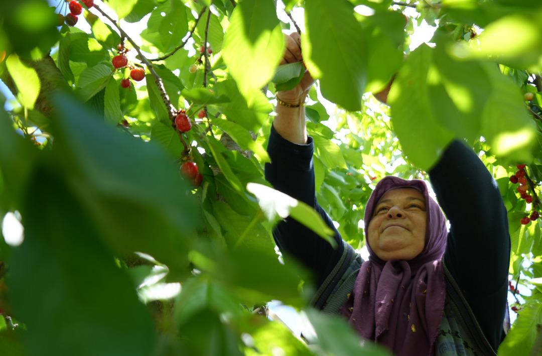Tarlada 39, markette 199 lira! &Uuml;reticiler isyan etti! 'Niye aracılar bizden daha fazla kazanıyor!'