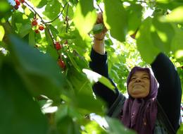 Tarlada 39, markette 199 lira! Üreticiler isyan etti! 'Niye aracılar bizden daha fazla kazanıyor!'
