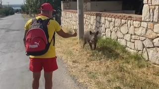 Aç kalan domuzu bisküvi ile besledi! O anlar kameraya böyle yansıdı