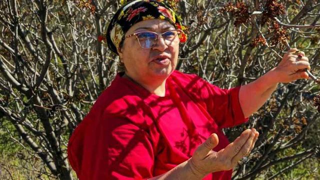 Bilmeden önünden geçip gidiyorlar! Orada kendiliğinden yetiştiğini keşfetti... Konservesini yapıyorlar 'Egzama, kanser, enfeksiyon, hepsine iyi geliyor'