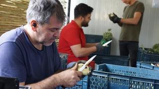 'Yeşil elmas' gelir kapıları oldu! Makine gibi çalışıyorlar, asgari ücretin 4 katı kazanıyorlar