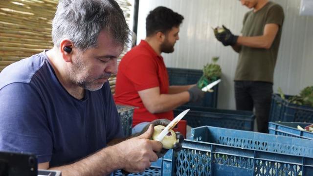 'Yeşil elmas' gelir kapıları oldu! Makine gibi çalışıyorlar, asgari ücretin 4 katı kazanıyorlar