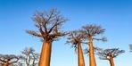 Bilim insanları antik 'hayat ağacı'nın gizemini çözdü